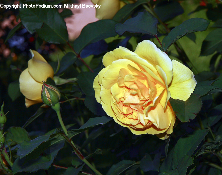 Blossom, Flower, Plant, Rose, Fruit, Quince, Bud