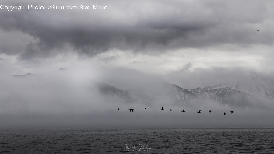 Nature, Outdoors, Weather, Animal, Bird