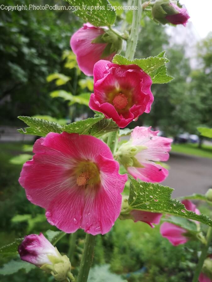 Flower, Geranium, Plant, Petal, Rose