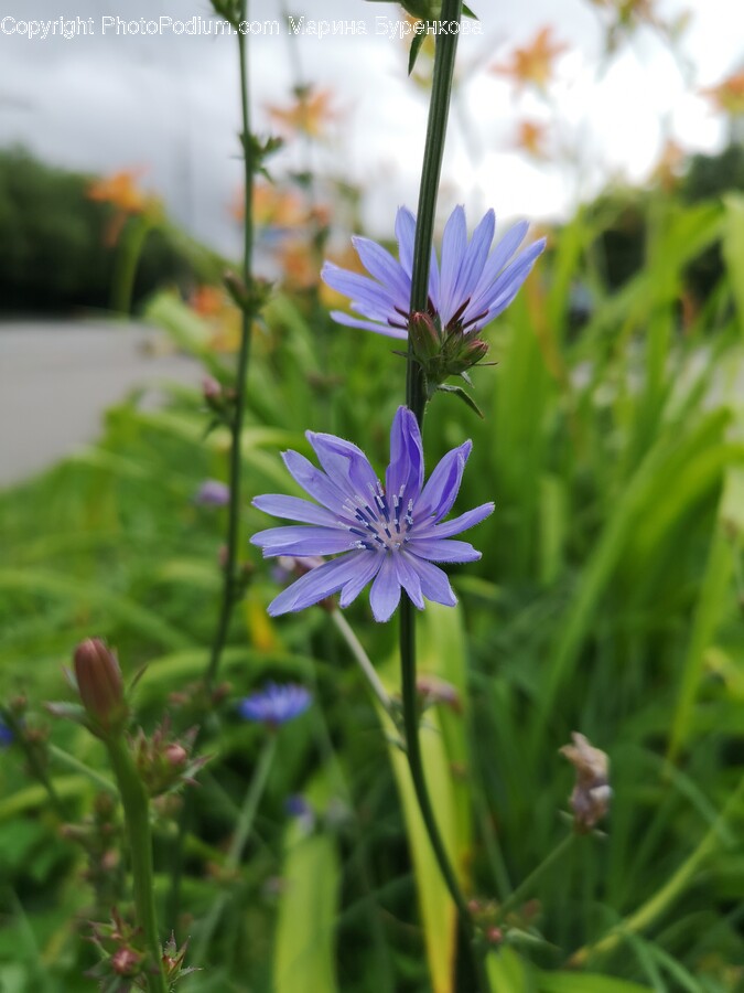 Daisy, Flower, Plant, Geranium, Petal
