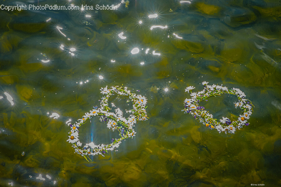 Pattern, Flower, Plant, Water, Astronomy