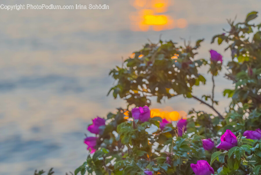 Flower, Petal, Plant, Geranium, Purple