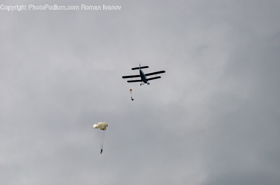 Animal, Bird, Flying, Aircraft, Airplane