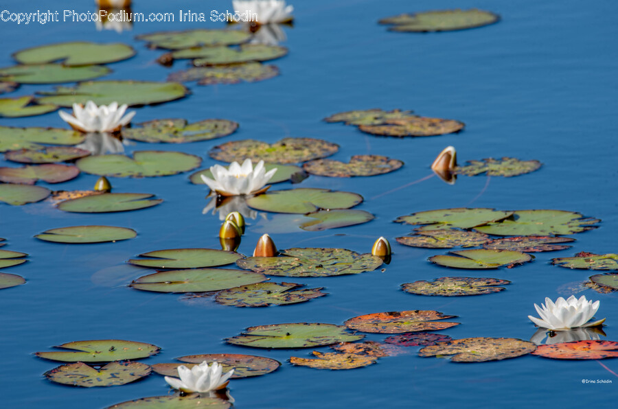 Flower, Plant, Nature, Outdoors, Pond