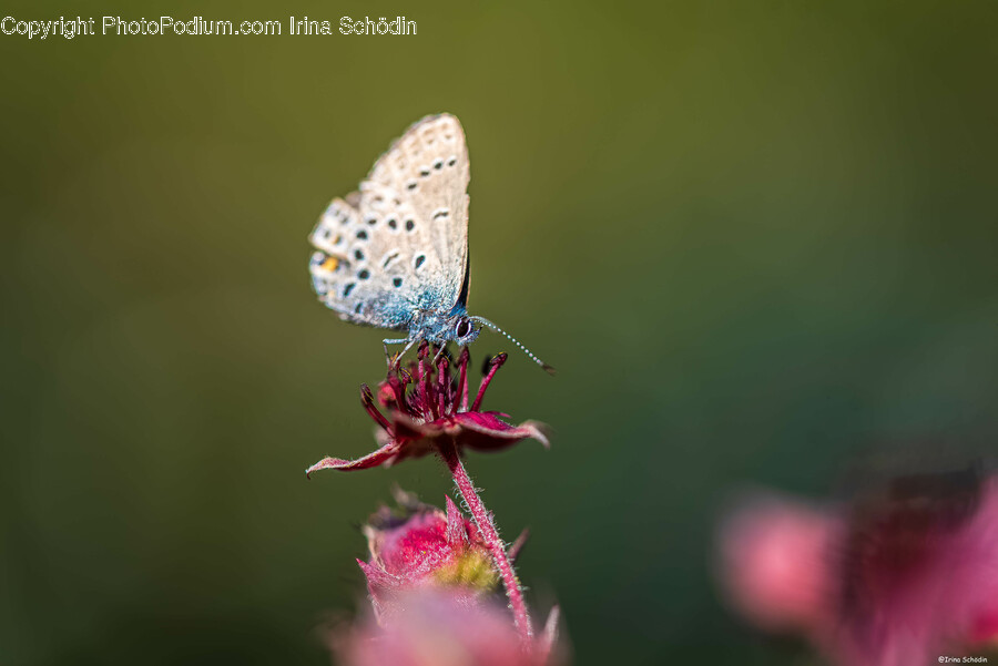 Plant, Pollen, Animal, Insect, Invertebrate