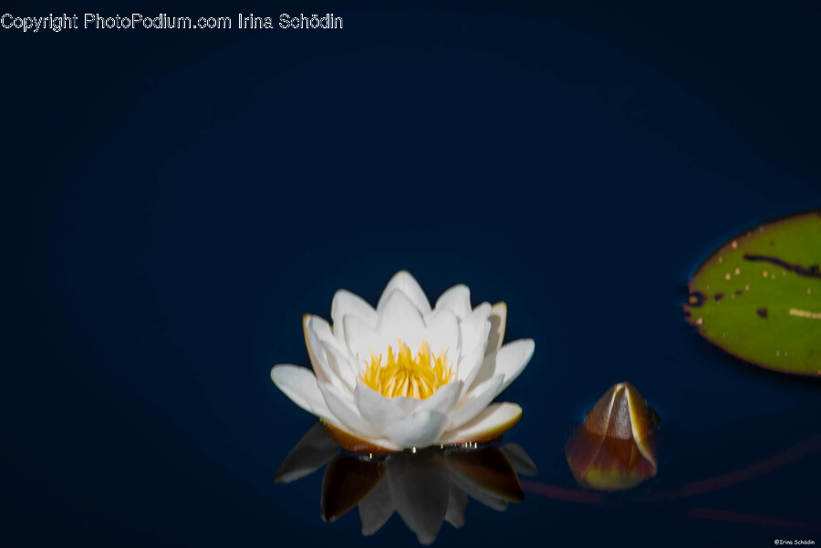 Flower, Plant, Lily, Pond Lily, Petal