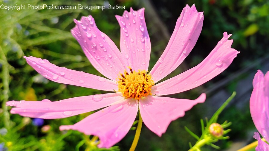 Plant, Pollen, Flower, Petal, Daisy