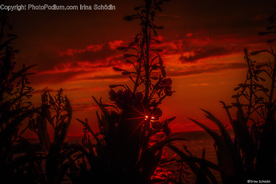 Nature, Outdoors, Sky, Sunset, Flare