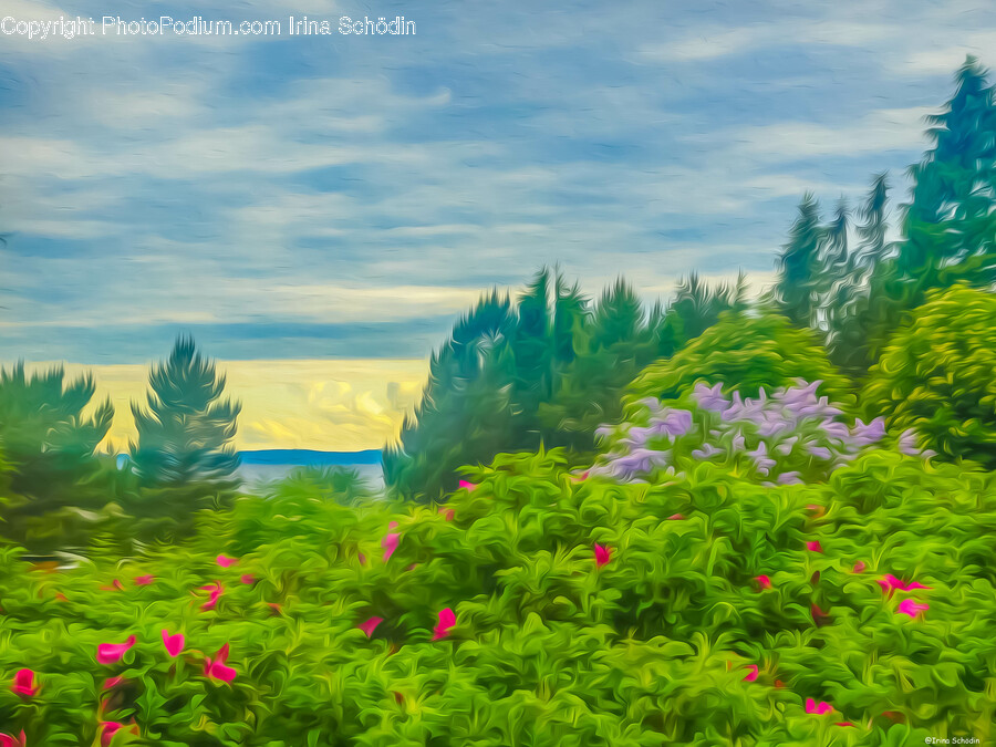 Plant, Tree, Vegetation, Nature, Outdoors