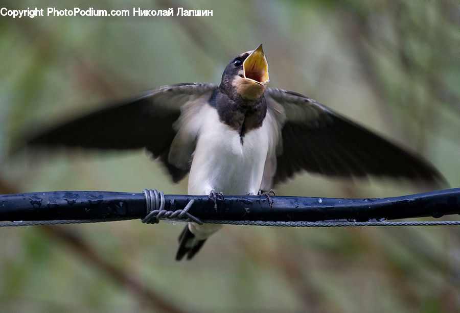 Bird, Swallow
