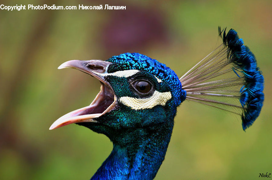 Head, Portrait, Bird, Peacock, Pheasant, Wildlife, Beak