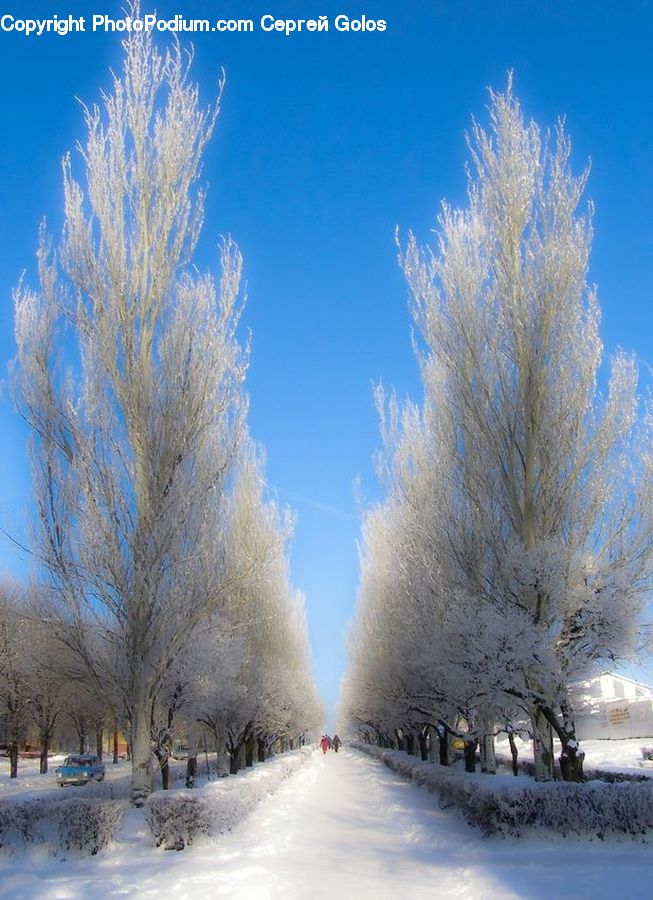 Frost, Ice, Outdoors, Snow, Road, Conifer, Fir
