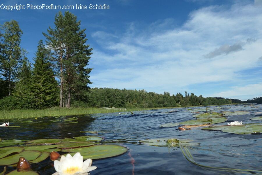 Nature, Outdoors, Pond, Water, Flower