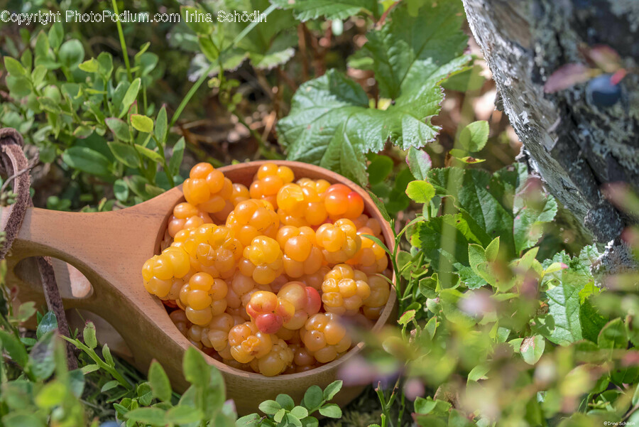 Food, Fruit, Plant, Produce, Berry