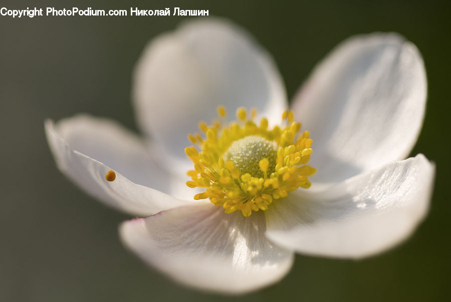 Blossom, Flora, Flower, Plant, Cosmos, Daisies, Daisy