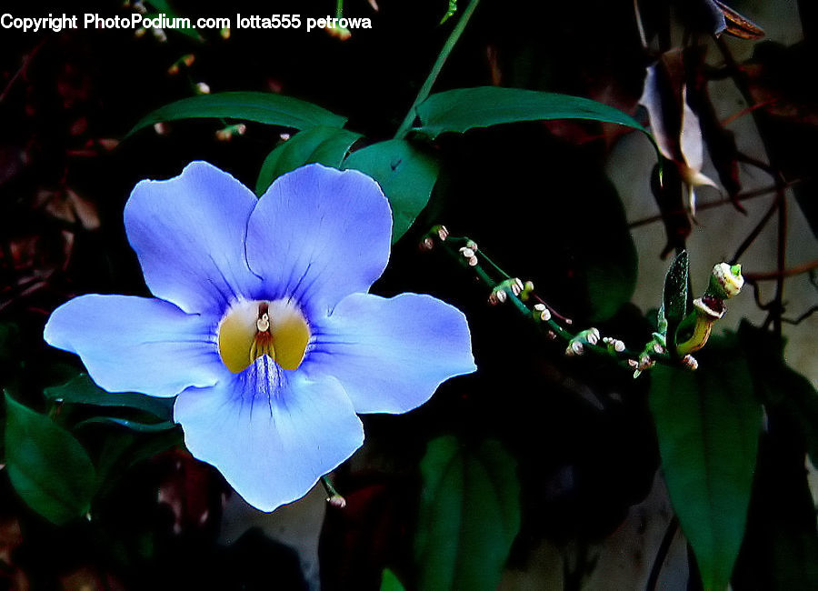 People, Person, Human, Fiber, Flax, Flora, Flower