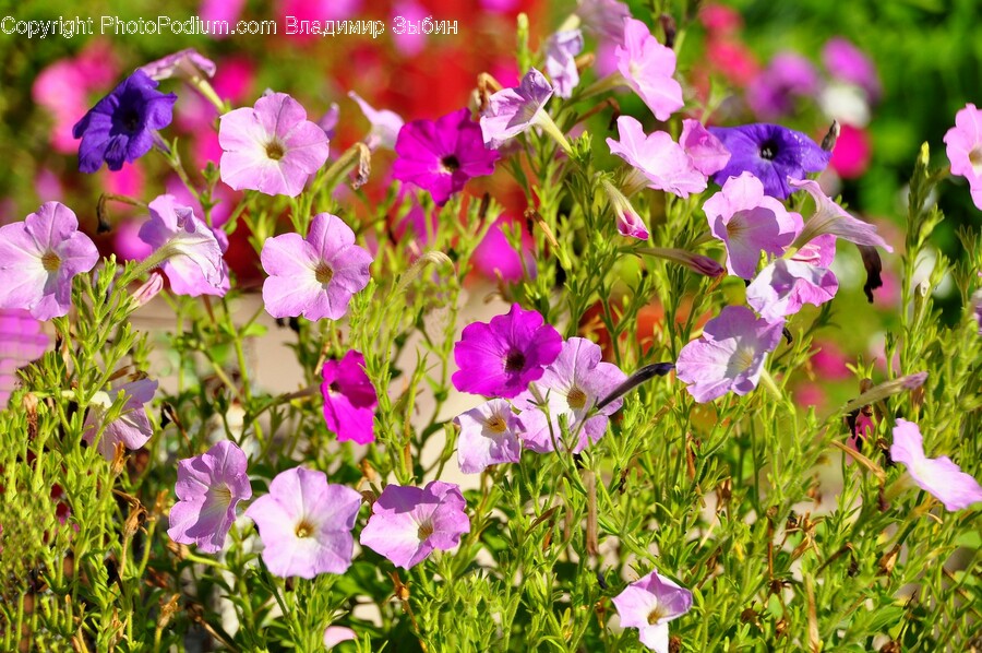 Flower, Geranium, Plant, Purple, Petal