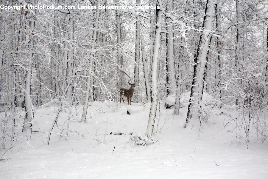 Birch, Tree, Wood, Ice, Outdoors, Snow, Forest