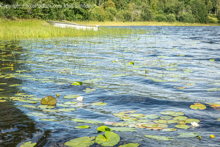 Nature, Outdoors, Pond, Water, Land