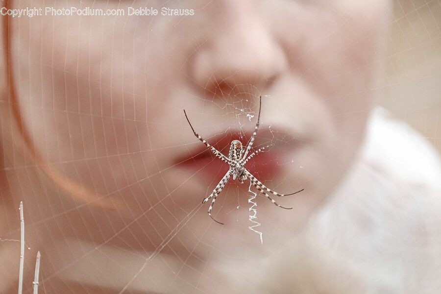 Animal, Invertebrate, Spider, Garden Spider, Insect
