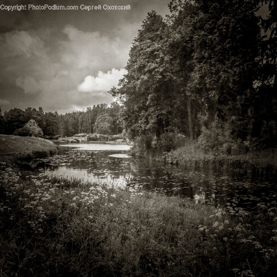 Land, Nature, Outdoors, Pond, Water