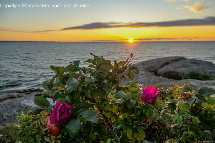 Flower, Plant, Rose, Nature, Outdoors