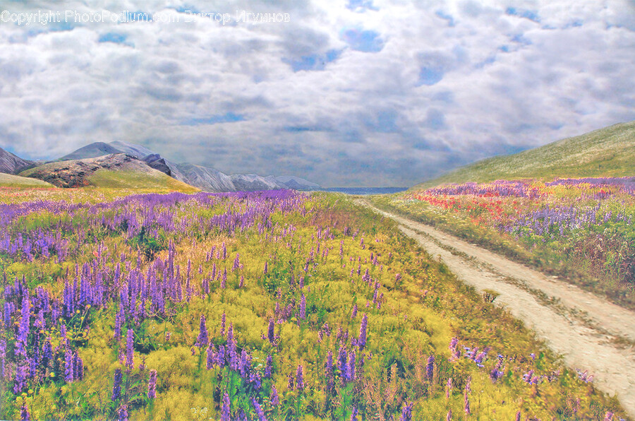 Field, Grassland, Nature, Outdoors, Scenery