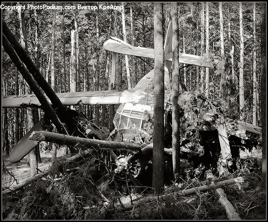 Bench, Forest, Vegetation, Chair, Furniture, Barrow, Vehicle