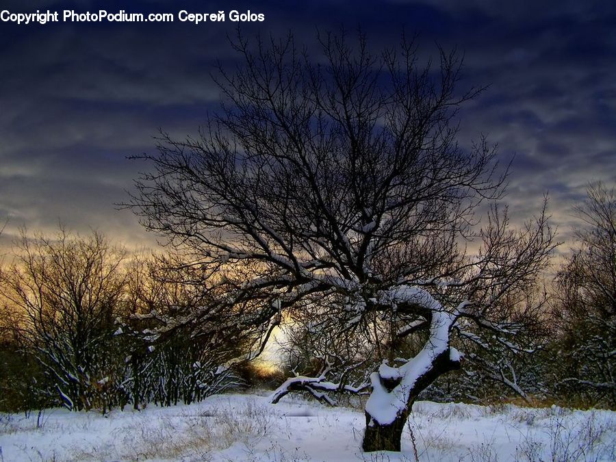 Plant, Tree, Oak, Sycamore, Tree Trunk, Wood, Ice