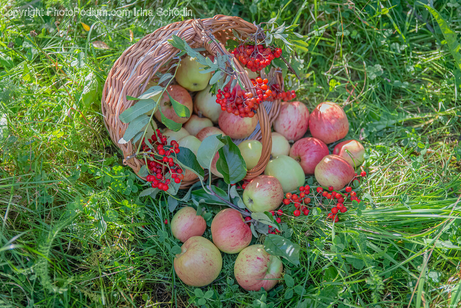 Apple, Food, Fruit, Plant, Produce
