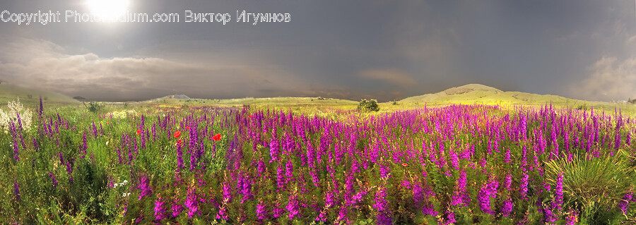Nature, Outdoors, Scenery, Landscape, Purple