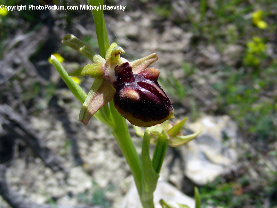 Bee, Insect, Invertebrate, Bud, Plant, Blossom, Flora