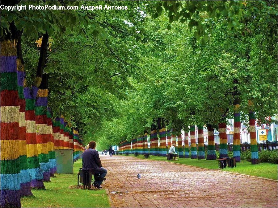 Plant, Potted Plant, Boardwalk, Path, Pavement, Sidewalk, Walkway