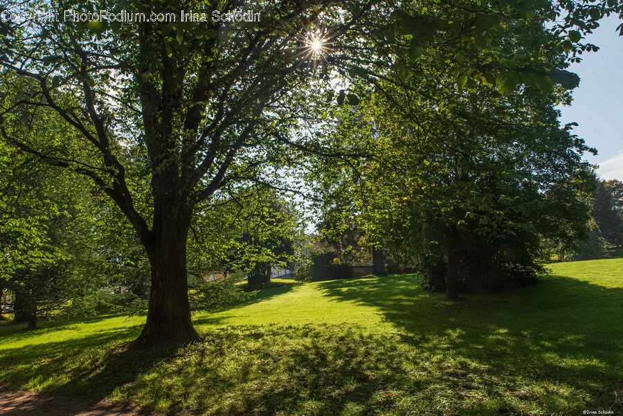 Plant, Tree, Tree Trunk, Grass, Lawn