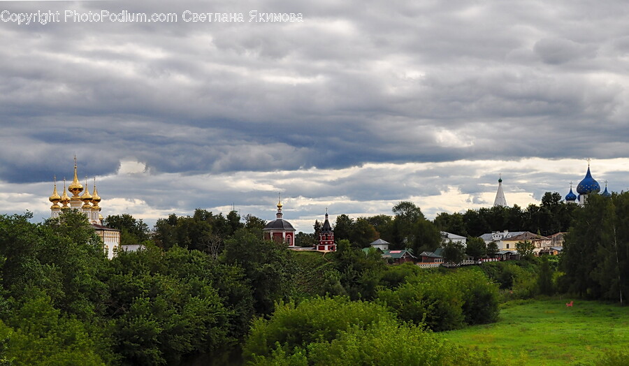 Fir, Plant, Tree, Cloud, Cumulus