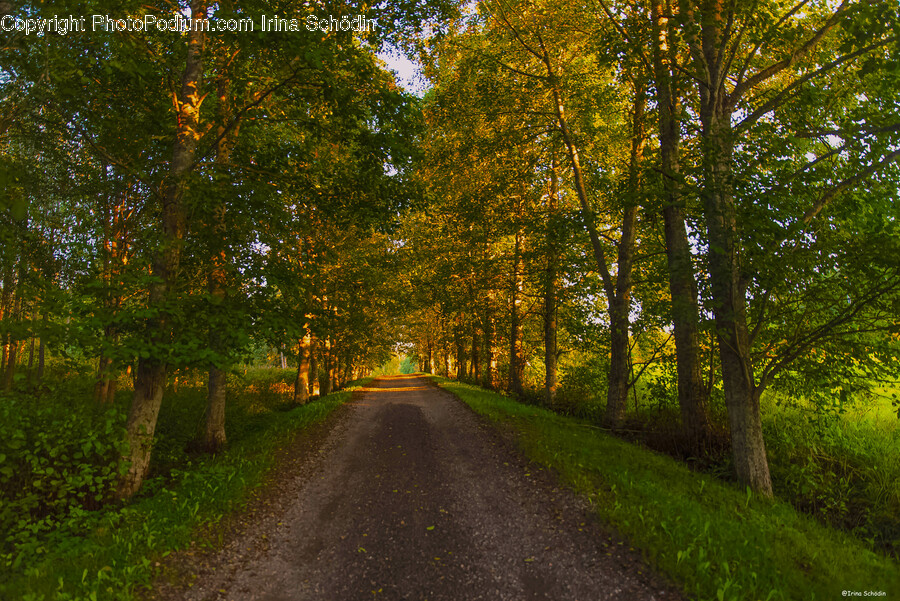 Road, Tarmac, Plant, Tree, Gravel