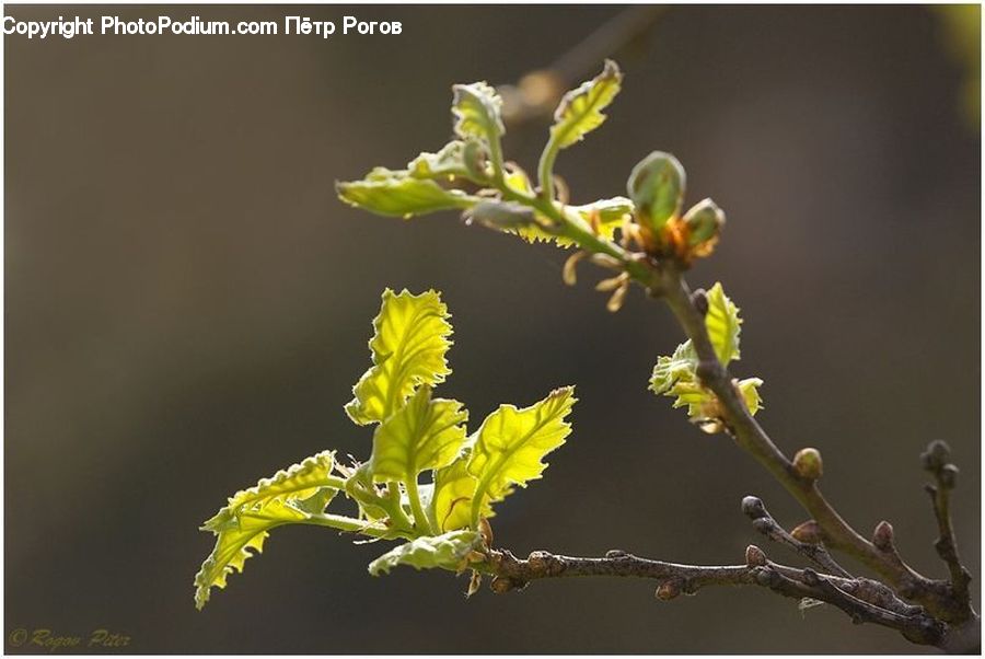 Plant, Oak, Sycamore, Tree, Tree Trunk, Wood, Conifer