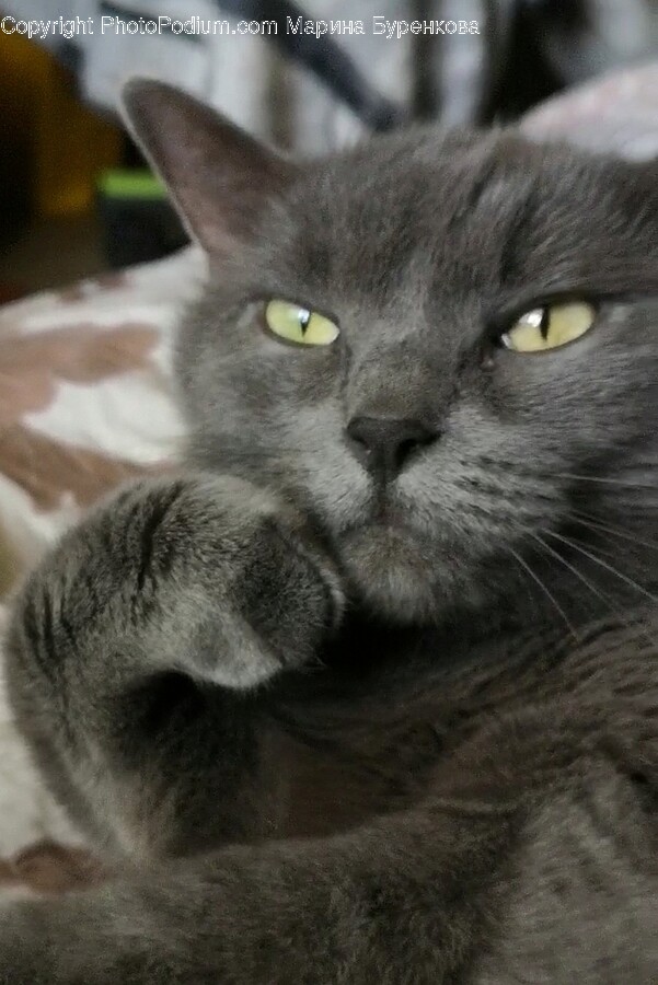 Animal, Cat, Mammal, Pet, Kitten