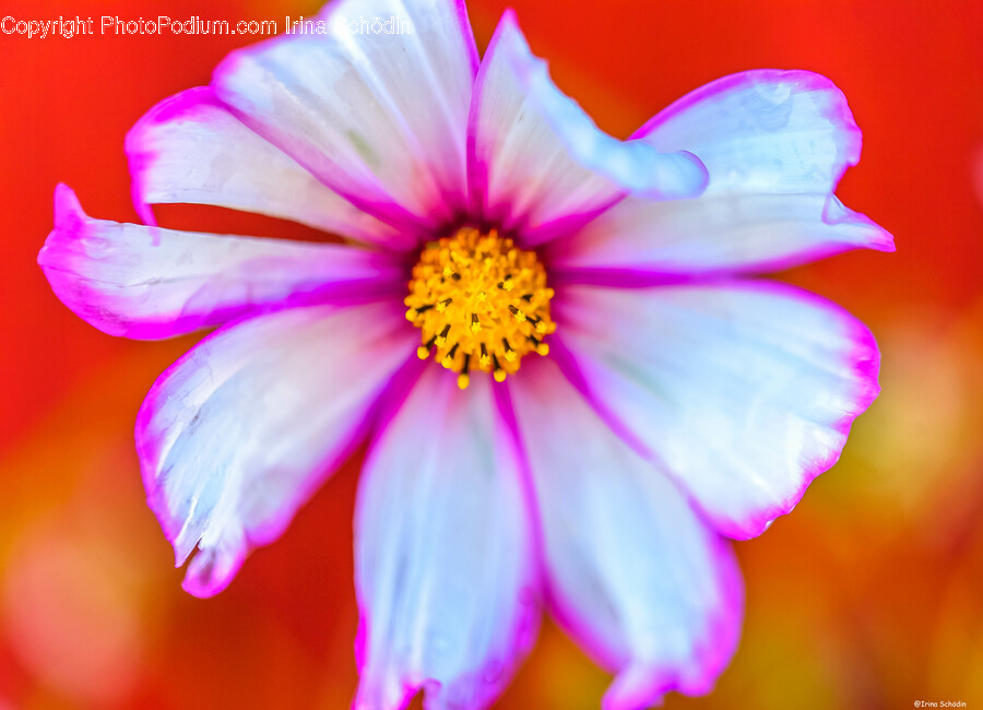 Plant, Pollen, Flower, Petal, Daisy