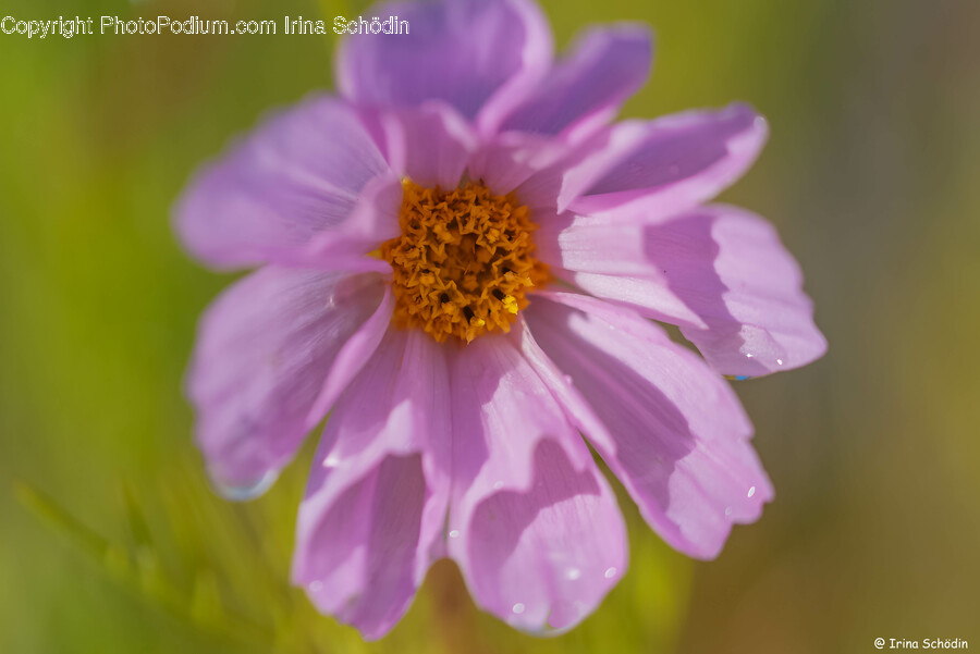 Plant, Pollen, Flower, Geranium, Daisy