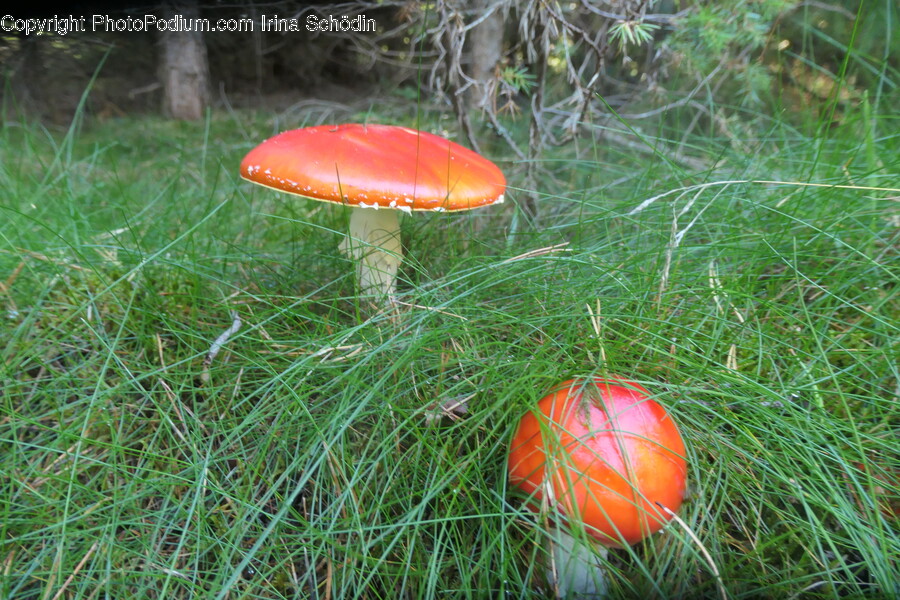Fungus, Plant, Agaric, Amanita, Mushroom