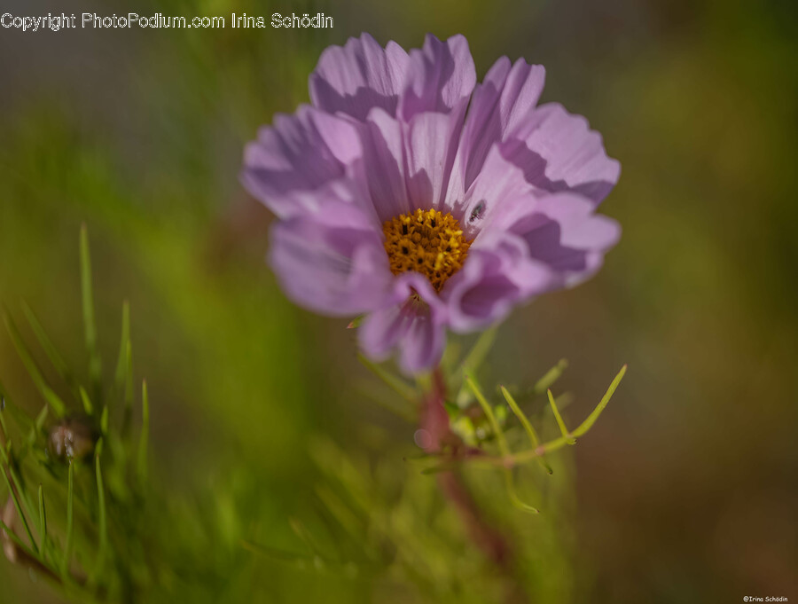 Plant, Pollen, Flower, Geranium, Daisy