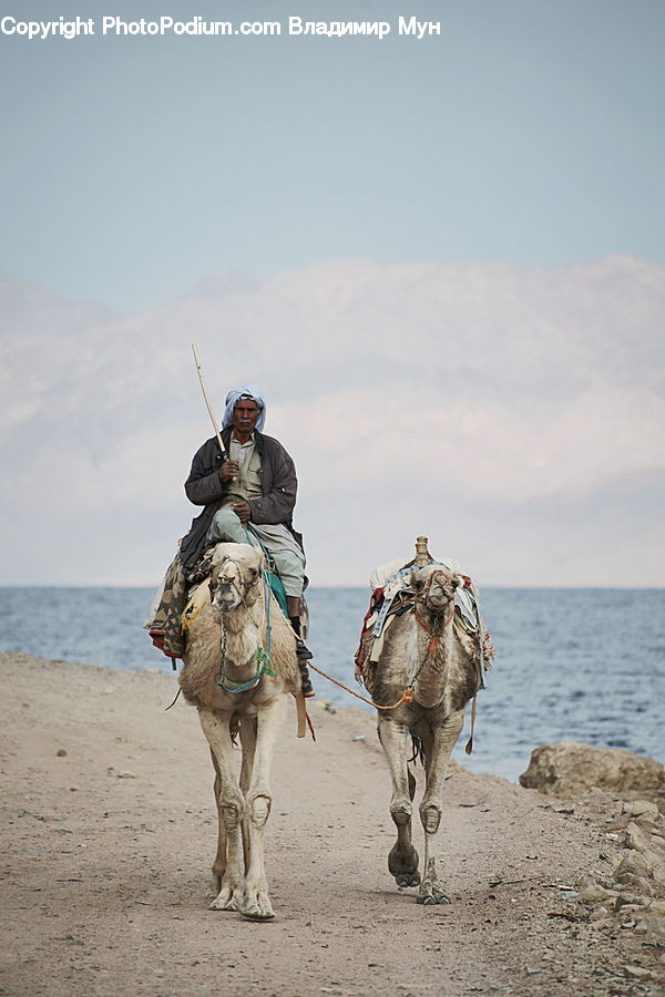 People, Person, Human, Animal, Camel, Mammal, Hat