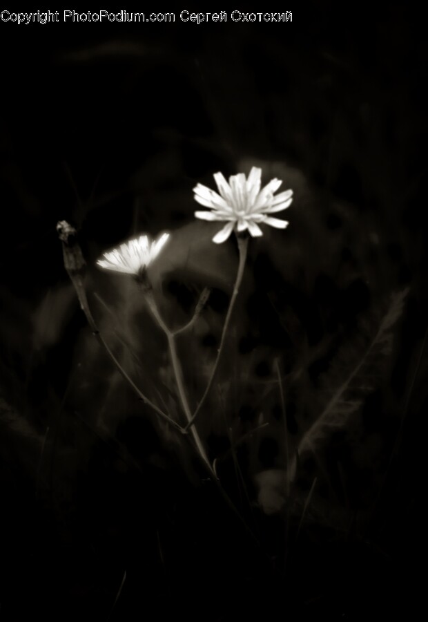 Daisy, Flower, Plant, Petal, Pollen