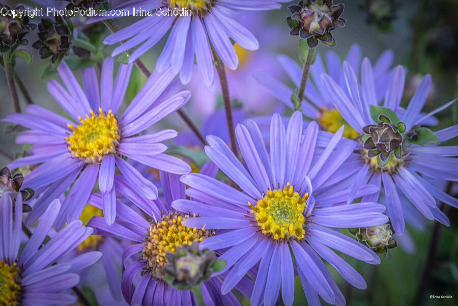 Plant, Pollen, Daisy, Flower, Petal