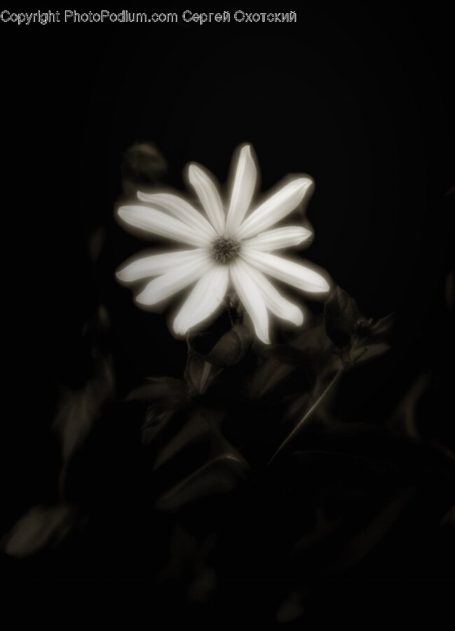 Daisy, Flower, Plant, Petal, Anemone