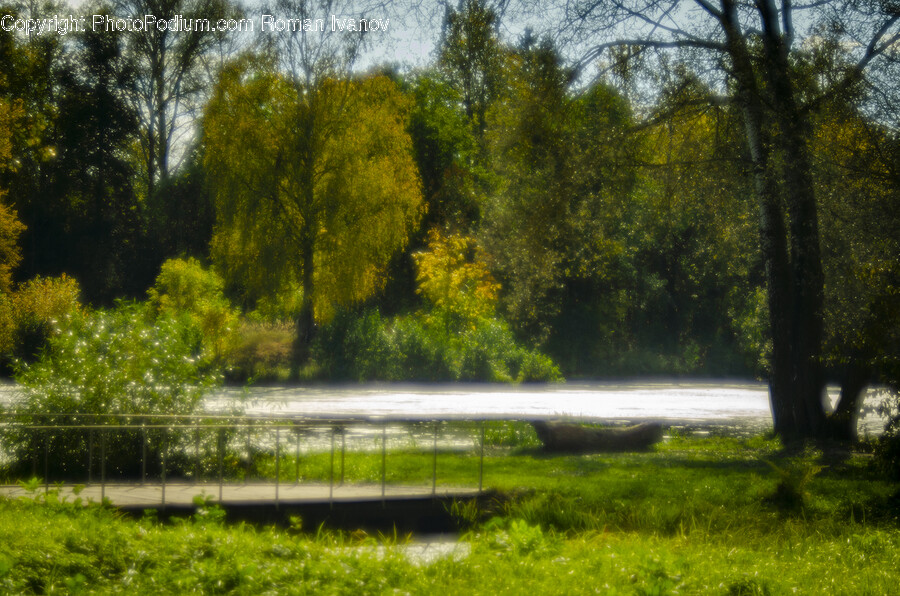 Nature, Outdoors, Pond, Water, Plant