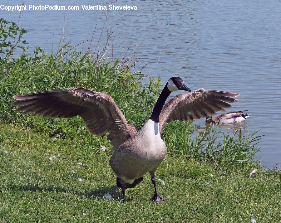 Bird, Goose, Waterfowl