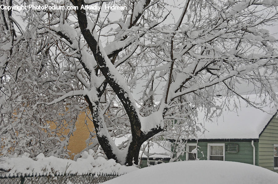 Ice, Outdoors, Snow, Plant, Tree, Bench