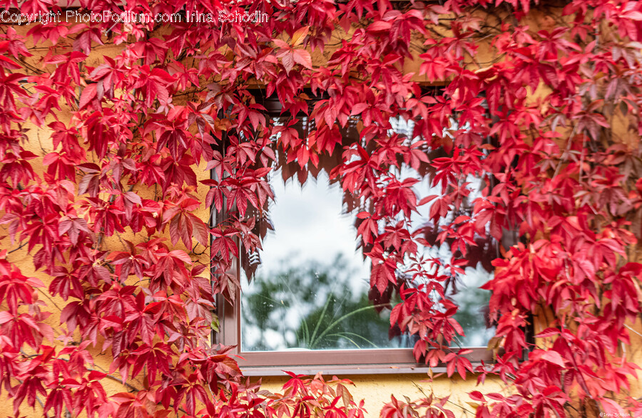 Leaf, Plant, Tree, Maple, Autumn